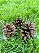 Mega duży Karton Szyszek z 2025 - 9 kg Świeże