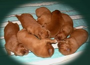 Szczenię rasy Nova Scotia Duck Tolling Retriever), piesek, rodowod FCI