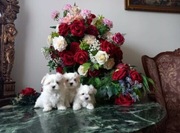 Maltańczyk Maltańczyki rodowodowe szczeniaki 