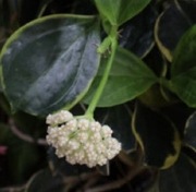 Hoya carnosa round splash leaves EPC893