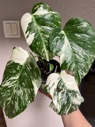 Variegata Deliciosa Albo Variegata - don. 12 cm