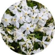 Floks szydlasty Spring White