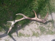 poroże jelenia sprzedam 