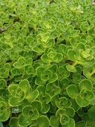 Rozchodnik kaukaski sadzonka doniczka p9