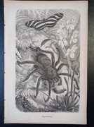 Piękna oryginalna litografia XIX - XX w. - Pająk ptasznik