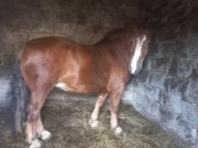 Klacz 5lat,  zimnokrwista mocna budowa, ok 850kg