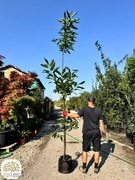 Castanea sativa, kasztan jadalny, obwód 8-10cm, wys.300-320cm