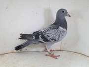 Młody Po Oryg.Josef Kusser Linia Olympiade 003 x Kittel i Paulien 