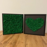 Obraz mech chrobotek 30x30cm 