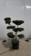 Ostrzokrzew crenata "Green Hedge" Bonsai 125-150cm