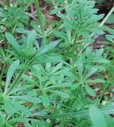 Przytulia czepna mlode pedy 500g 