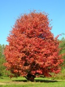 Parocja perska (Parrotia persica) żelazne drzewo P9