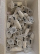 Messor barbarus rójkowa Królowa 