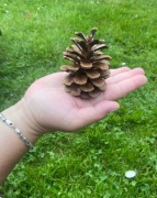 Szyszki z czarnej sosny