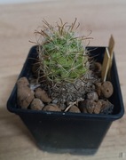  Kaktusy Mammillaria boolii SB433