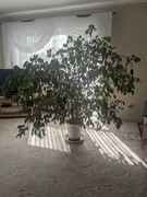 Fikus Benjamin - GIGANT