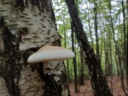 Huba brzozowa - białoporek z górskiego lasu, suszony - 30g. Na odporność.