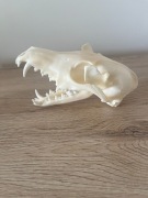 Czaszka LISA jenota borsuka łani. Profesjonalna preparacja! NATURALNA !!! 