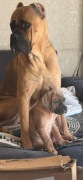 Cane Corso szczenięta 