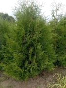 Tuje na żywopłot tuja brabant 160-200 cm