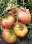 Pomidor Malinówka babcina Stara Odmiana 