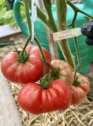 Pomidor Daniels kolekcjonerskie nasiona