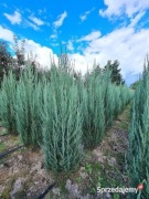 Jałowiec blue arrow 50/60cm doniczka WYPRZEDAŻ