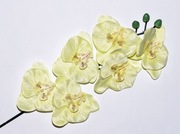 Storczyk Gałązka – Pastelowa Cytryna – Wiosenny Żółty