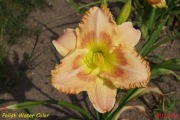 Hemerocallis / Liliowiec: Polish Water Color