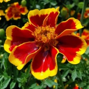 Aksamitka niska Disco 