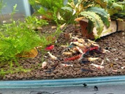 Krewetki caridina mixx 20szt