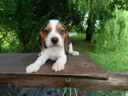 Szczenięta Beagle tricolor, Związek Psów Rasowych 