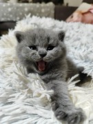 Kotek brytyjski szkocki 