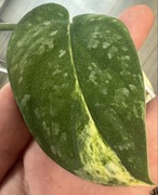 Scindapsus Mangurai / pędówka