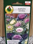 Kapusta ozdobna 