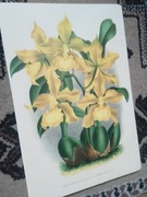 Storczyki - Orchidee  reprint XIX w. grafik do aranżacji wnętrza