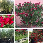 Oleander czerwony 