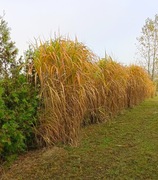 Miskant Chiński gigantus