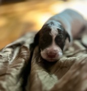 Szczeniak Lagotto Romagnolo, hodowla FCI, ZKwP o. Toruń 