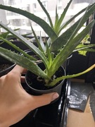 Sadzonki Aloesa (duża odmiana)