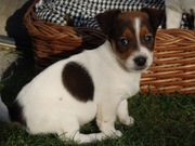 Jack Russell Terrier # CHIPS Smartie Jacks # pure breed male