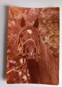  Konie ogier Eskardon duży format 