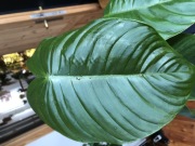 Philodendron Tenue szczyt