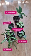Zestaw hoya hoja ze zdjęcia 5 sztuk krohniana lacunosa kentiana carnosa