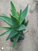 Aloes dealetii nr 1 wys 20 cm
