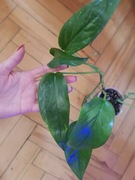 Epipremnum pinatum pinnatum yellow flame