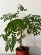 Bonsai na prezent, unikat, z kolekcji egzotyków, miedziana doniczka