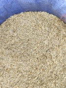 Jęczmień zbiór 2025