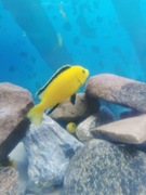 Akwarium Juwela 240l 