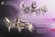 Szczenięta Siberian Husky FCI